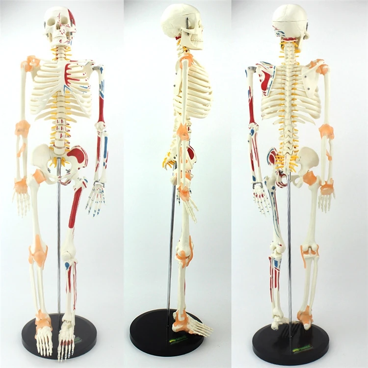 Medical Lab Upgrade - 【HOT】Medizinisches Lehrmodell Hochwertiges Lebensgroßes Menschliches Skelett