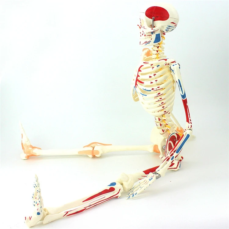 【HOT】Medizinisches Lehrmodell  – Medical Lab Upgrade Bewertung und Preis
