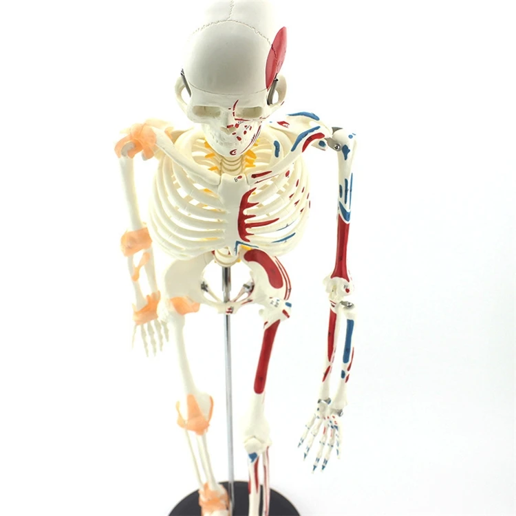 【HOT】Medizinisches Lehrmodell  – Medical Lab Upgrade Bewertung und Preis