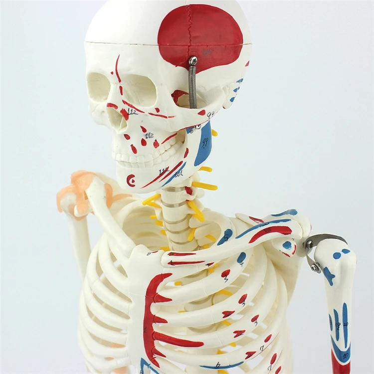 【HOT】Medizinisches Lehrmodell  – Medical Lab Upgrade Bewertung und Preis